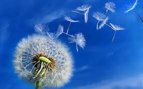 dandelion-6