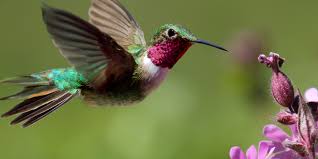 hummingbird